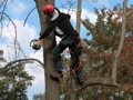 Australian Tree-Removal Services