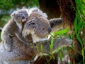 Australia's Iconic Koala