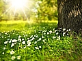Australian Nature