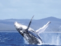 Whale Watching @ Hervey Bay